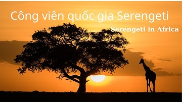 Công Viên Serengeti Châu Phi (Serengeti in Africa)