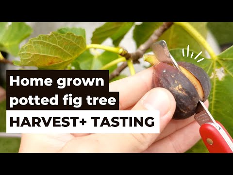 فيديو: زراعة أشجار التين في الأواني - كيفية العناية بأشجار التين المحفوظة في أصص