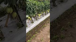 Pepino melon cultivation