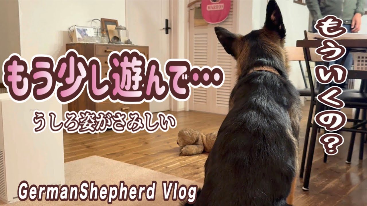 仕事に行きたくなくなる愛犬の行動…うしろ姿がさみしい…健気😭【ジャーマンシェパード】