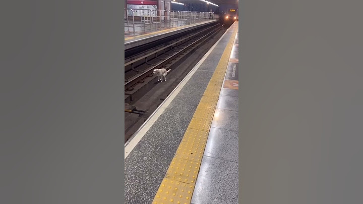 Cachorro no trilho do trem #cachorro #dog #dogs #metro #trem #pegadinha #prank #pranks #pets #pet