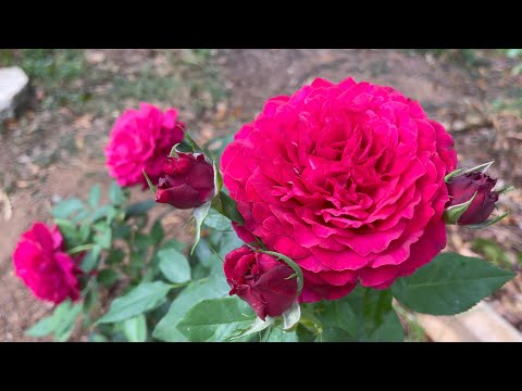 Vidéo: Floribunda Rose