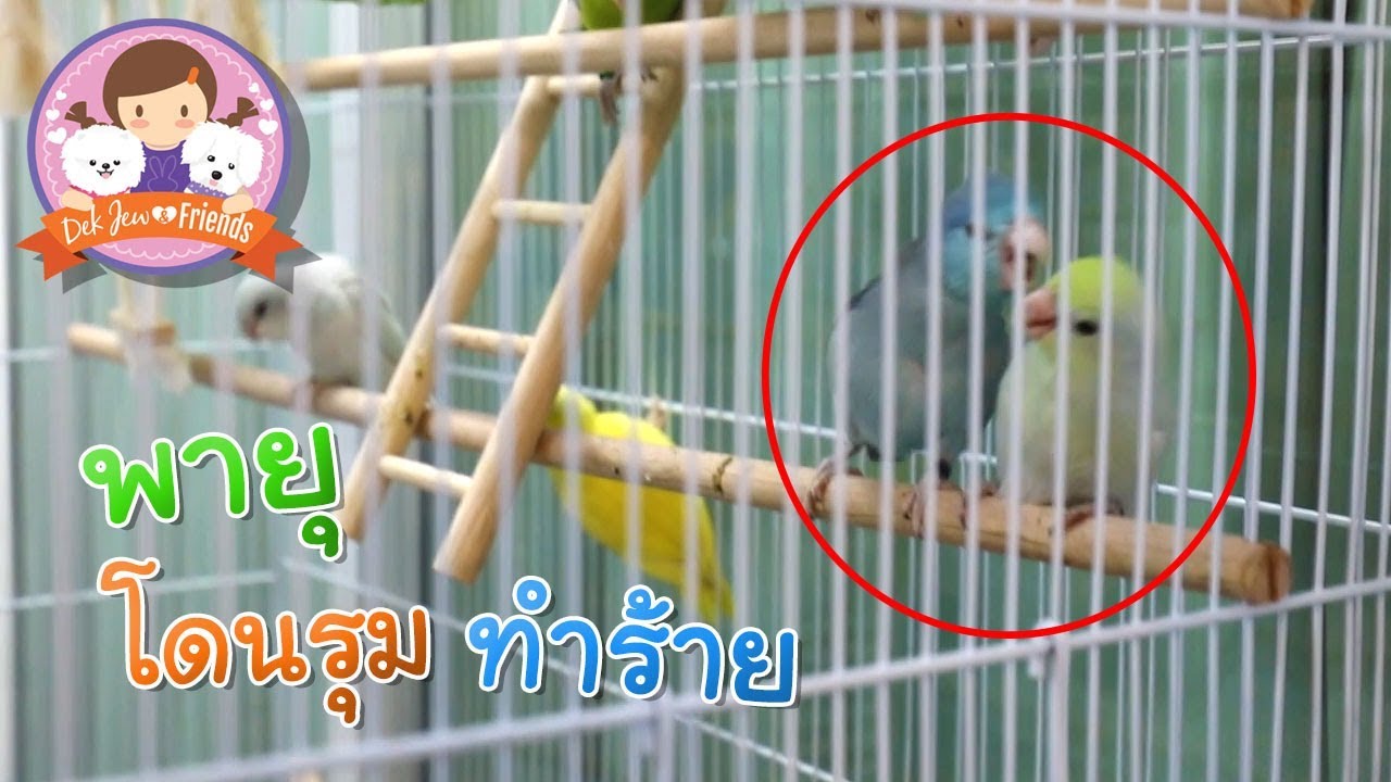 พายุโดน รุ่นพี่ รับน้อง | เด็กจิ๋ว