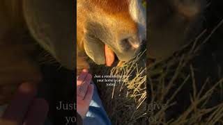 Download Lagu Carrots can supplement vitamin A for vision, skin, and immune function, especially in winter! #horse MP3