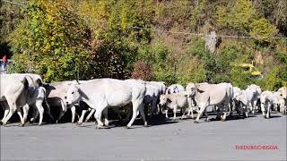 Transumanza A Frabosa Sottana Nella Valle Maudagna Cn Mart. 28 - 10 - 2025.