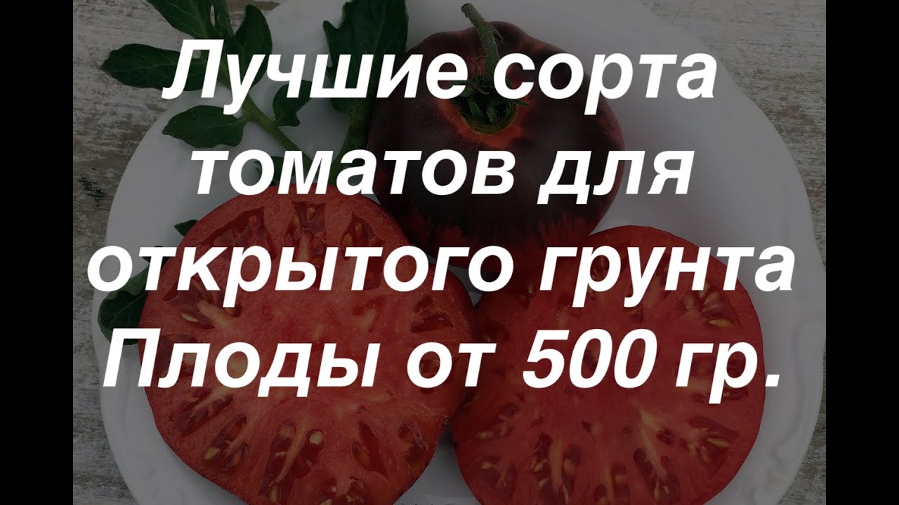 Лучшие сорта томатов. Сорта томатов описание и отзывы.