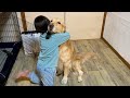姉がいると、いないとで、テンションがあまりにも違う愛犬が可愛い