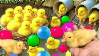 Mencari bebek lucu, Bebek berenang, menangkap bebek angsa, Duck,ikan, dan ayam warna warni...