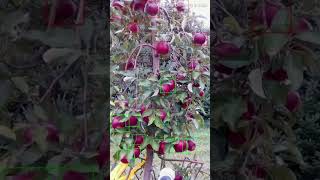 Michigan State's Apple Picking Robot