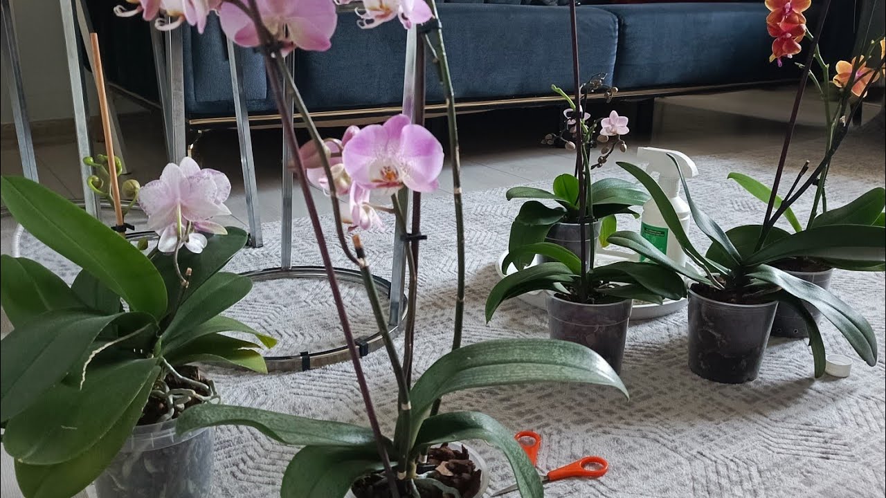 ORKİDE BAKIMI, YENİ DAL VERENLER, LİODORA DAL BUDAMA, YAPRAK HASARI & TEMİZLİĞİ #keşfet 