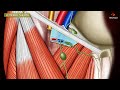 ANATOMY OF FEMORAL TRIANGLE , FEMORAL CANAL , FEMORAL SHEATH