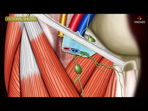 ANATOMY OF FEMORAL TRIANGLE , FEMORAL CANAL , FEMORAL SHEATH