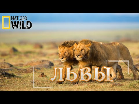 Львы - Как Братья Стали Королями. Документальный Фильм. National Geographic 16