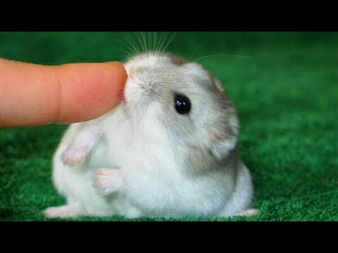 funny-and-cute-dwarf-hamster-ever