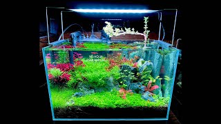 DIY Planted Aquarium (Fish Tank) for Beginners by Vu Aqua