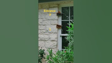 Bees entering indoor observation hive
