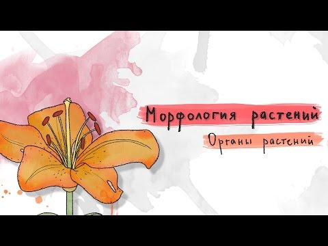 1. Органы растений. Морфология растений - 5 - 6 класс