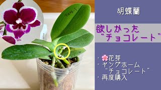 November 22, 2025 - I bought the mini Phalaenopsis orchid Young