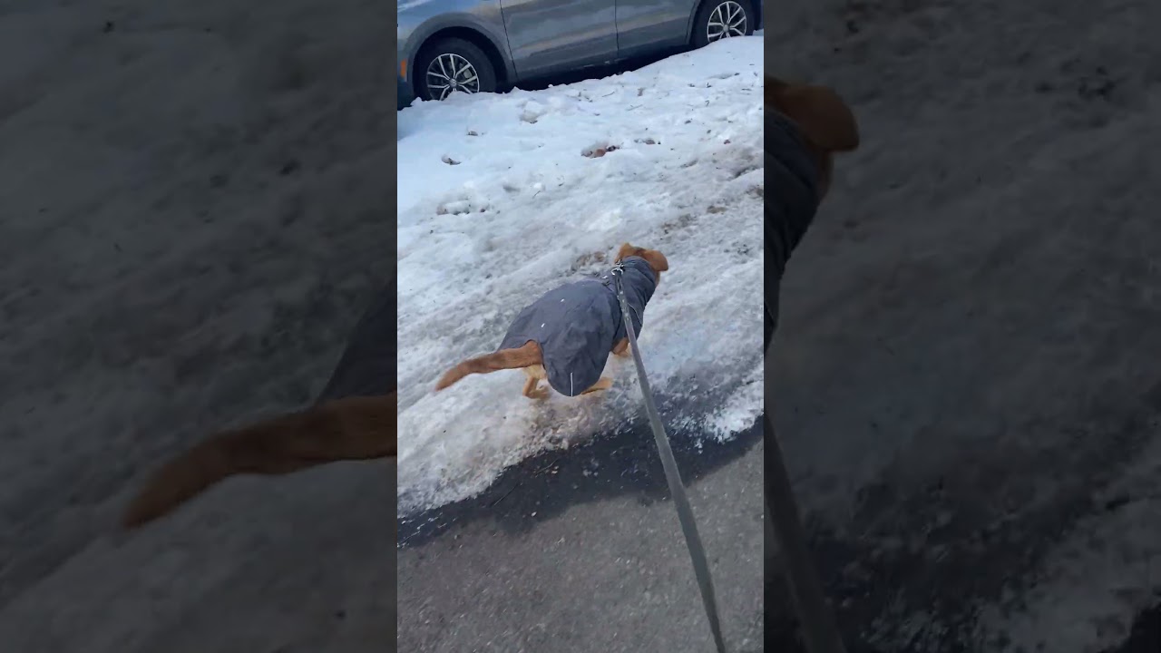 Щенок очень быстрый 