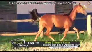Lote 32 - Miss Shiners Lena