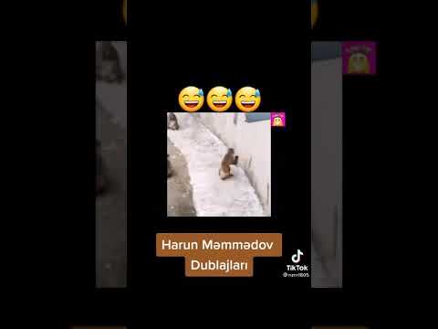 Harun Memmedov gulmeli meymun montaj