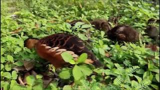 KEHIDUPAN BURUNG BELIBIS,KAWIN,BETELUR,MENETAS DAN TUMBUH ANAKNYA SAMBIL CARI MAKAN