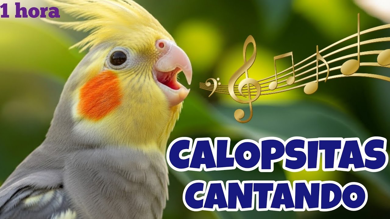 🎵 Calopsitas Cantando Naturalmente por 1 Hora - Ótimo para ensinar, alegrar e relaxar sua calopsita🦜