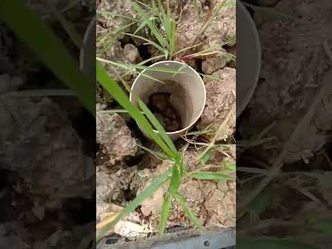 Video Cách cho lươn sinh sản trong sọt đựng trái cây hiệu quả - youtube