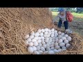 OMG unique  -A woman picked a lot of eggs from around the haystack.