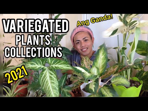 Video: Paano Pakainin Ang Mga Houseplant