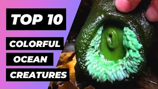 Top 10 Most COLORFUL Ocean Creatures | 1 Minute Animals