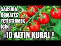 Saksıda Organik Domates Yetiştirmek İçin 10 Altın Kural !