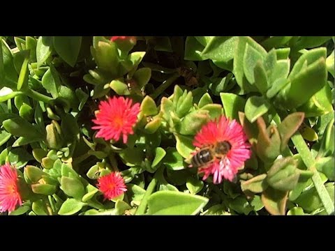 Las abejas. Curiosidades de las abejas narración Y buen video. plantas medicinales y su uso