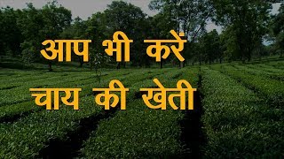 Tea Farming In India Hindi | Tea Farming In India | क्या आप भी करना चाहते है चाय की खेती ?