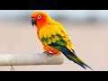 sun conure bird