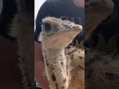 Baby Ostrich