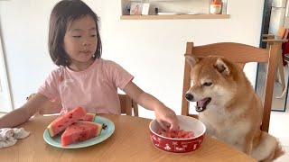 柴犬と歳娘がスイカを食べる時はこうなりますw