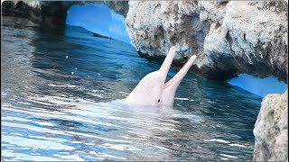 Chinese White Dolphin Training Session - Chimelong Ocean Kingdom - December 4, 2023 by EchoBeluga 1,170 views 1 month ago 6 minutes, 3 seconds