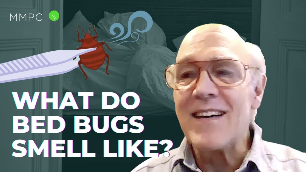What Do Bed Bugs Smell Like? — An Entomologist Explains MMPC YouTube