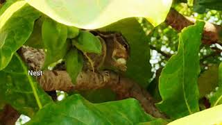 Squirrel Eating Small Minivet Birds Eggs From Nest - Indian Palm Squirrel Steal & Eat Birds Eggs