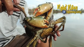 Đặt lợp bắt cua biển trong vuông nuôi tự nhiên ở Cà Mau