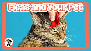 001 - Flea Allergy 101: What Every Dog and Cat Owner Needs to Know