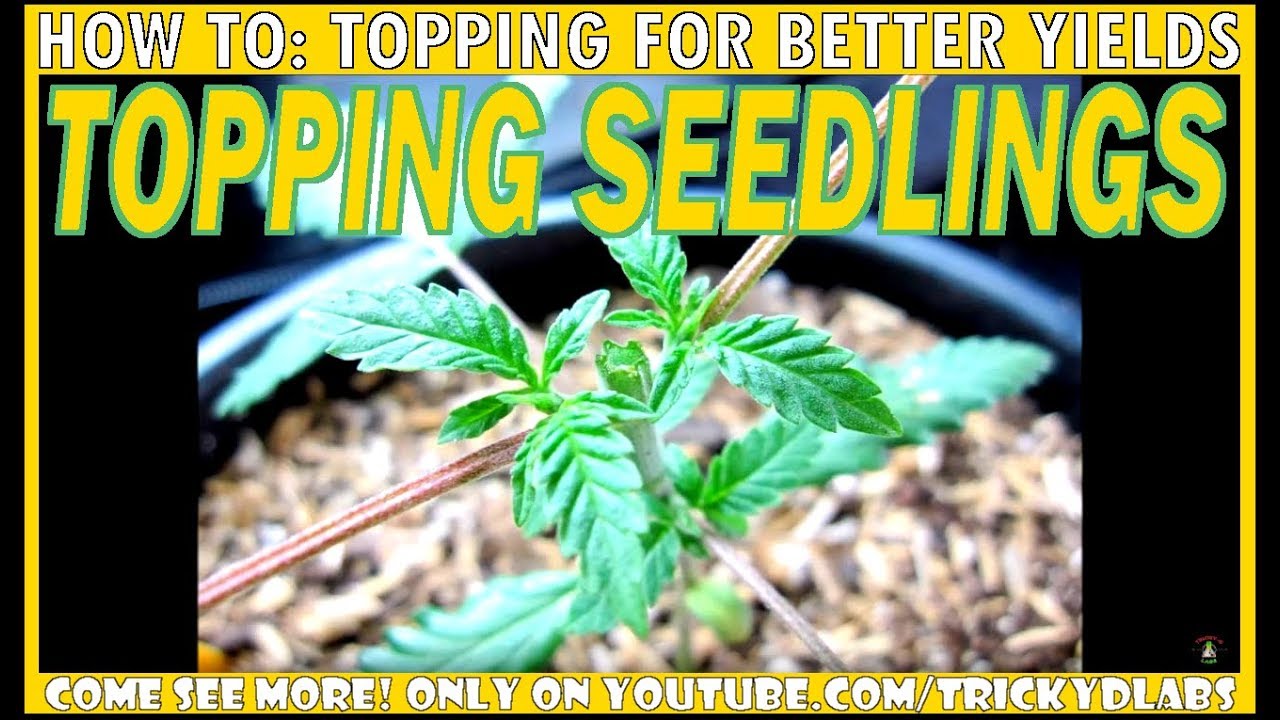 HOW TO: Topping for BETTER YIELDS!