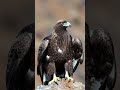 top 3 fastest birds #birds #facts #factshorts #god #eagles #falcons #fastest #white #animals #man