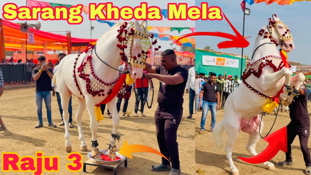 Sarang Kheda Mela 2025 | Horse dance practice | Imran Shaikh ka Ghoda Raju 3 Chetak festival 2025 
