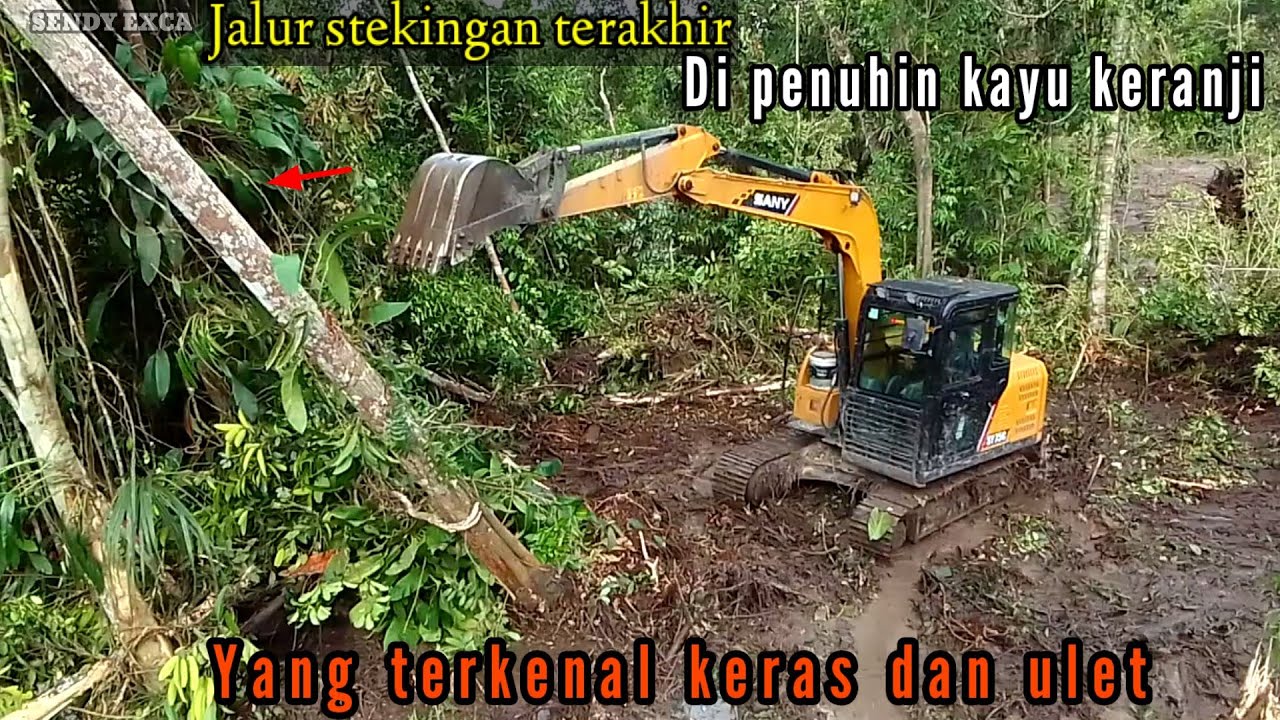 Steking hutan paling berat untuk excavator Sany sy75c yang di penuhi kayu keranji @sendyexca1664