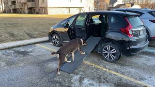 Petstep Side Entry Support Strap - Preferred By Stanley The Lab Mix