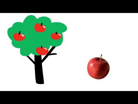 Totul despre măr 🍏🍎- caracteristici și ciclul de viață