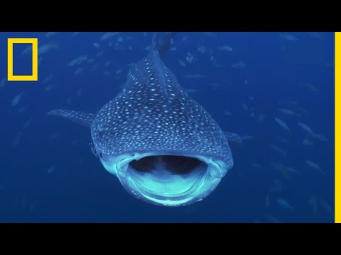 Vidéo: Chat requin : description, couleur, photo