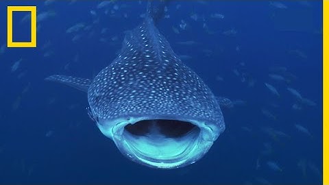 L'immense requin-baleine en images